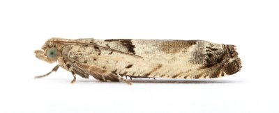 1134 Epinotia ramella
