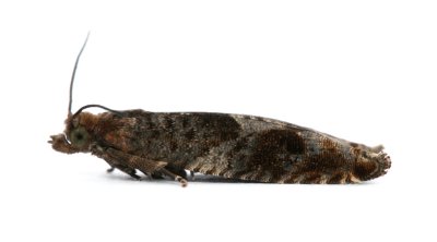 1159 Rhopobota naevana