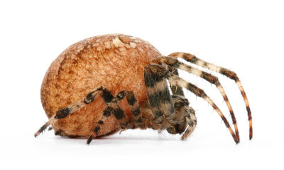 Garden Spider