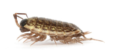 Philoscia muscorum