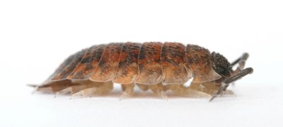Woodlouse