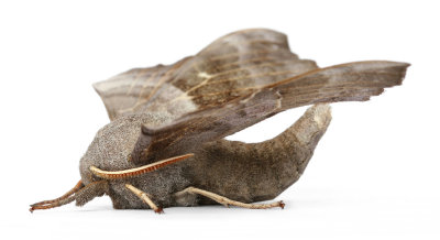 1981 Poplar Hawk-moth