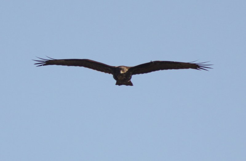 Buizerd - Buzard - Buteo buteo