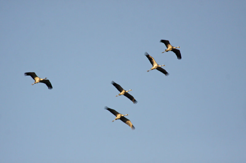 Kraanvogels boven Mechelen
