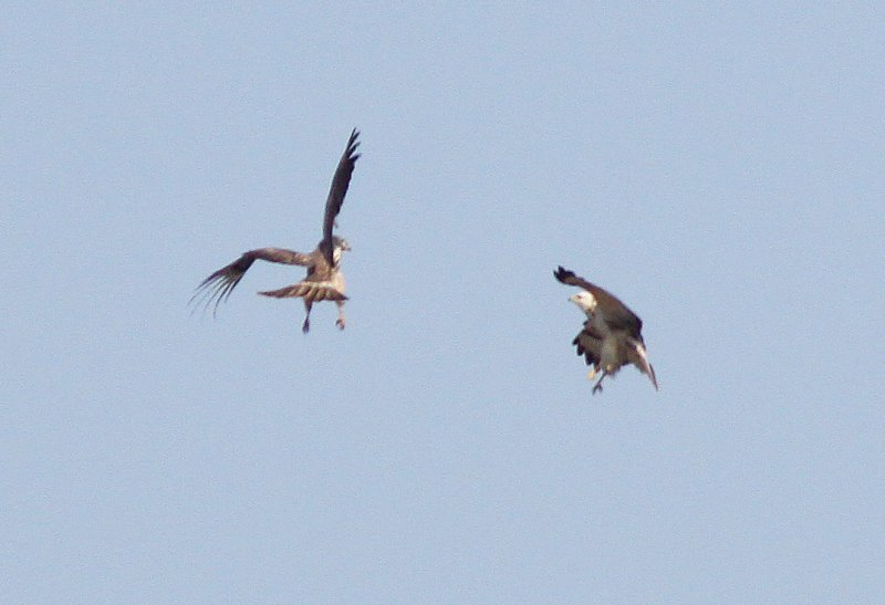 Buizerd - Buzard - Buteo buteo