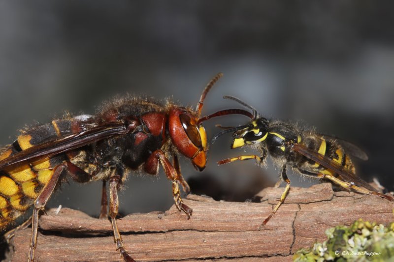 Hoornaar queen versus  Gewone wespenkoniging