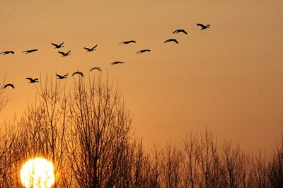 Kraanvogels boven Mechelen