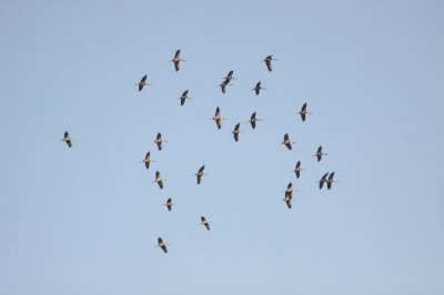 Kraanvogels boven Mechelen