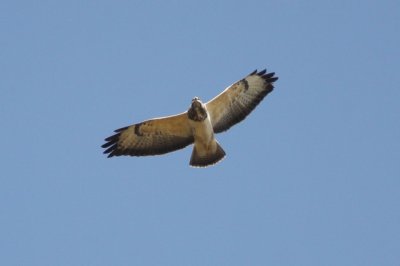 Buizerd - Buzard - Buteo buteo