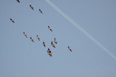Kraanvogels boven Mechelen
