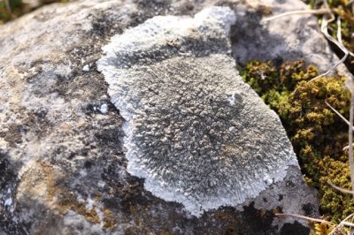 solenopsora candicans