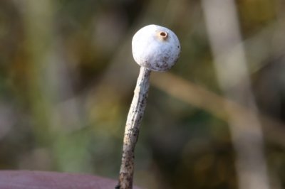 Gesteelde stuifbal - Tulostoma brumale