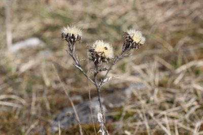 Driedistel - Carlina vulgaris