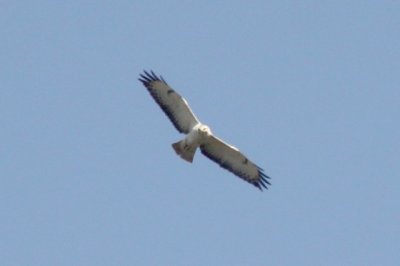 buizerd (Buteo buteo