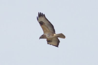 buizerd (Buteo buteo