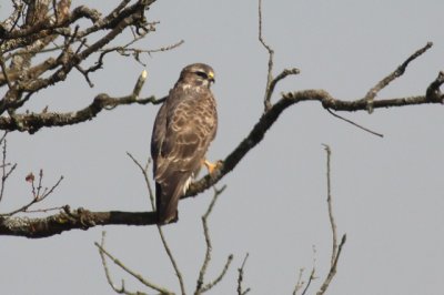 buizerd (Buteo buteo