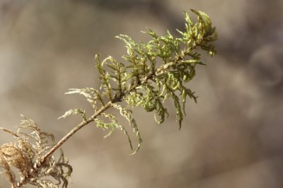 Calliergonella cuspidata      niet zeker