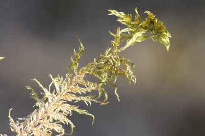 Glanzend etagemos (Hylocomium splendens