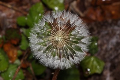 paardebloem