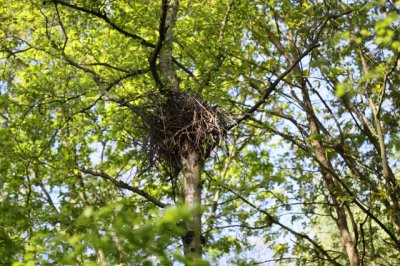 Nest