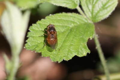 snuitzweefvlieg - Rhingia campestris