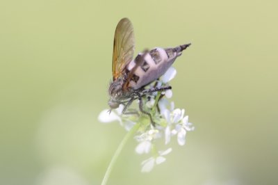 Entomophtora schimmel die vliegen parasiteert.