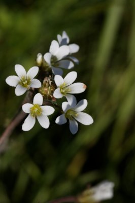 Knolsteenbreek - Saxifraga granulata