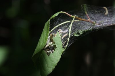 Rupsen van stippelmot in spinselnest