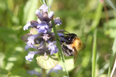 Akkerhommel - Bombus pascuorum