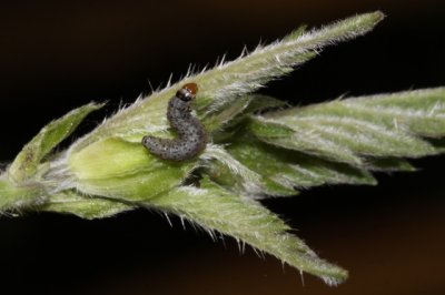 Voorjaarsflora in Silsombos - Nederokkerzeel