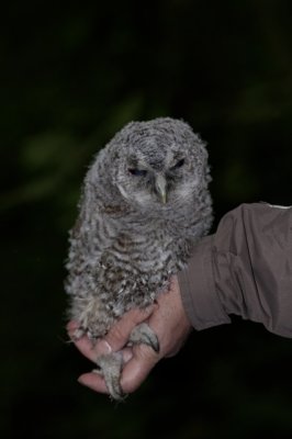 De bosuil - Strix aluco