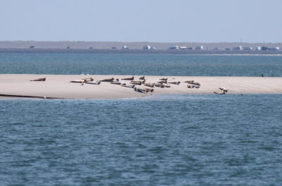 groepje zeehonden