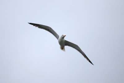 Kleine mantelmeeuw - Larus fuscus