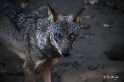 Siberische-wolf ( wildpark)