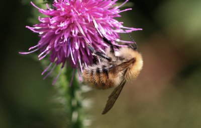 Akkerhommel - Bombus pascuorum freygessneri