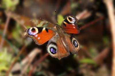 Allerlei kleine wezentjes uit den battelaer, of...  het vogelrestaurant