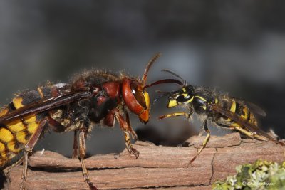 Hoornaar queen versus  Gewone wespenkoniging