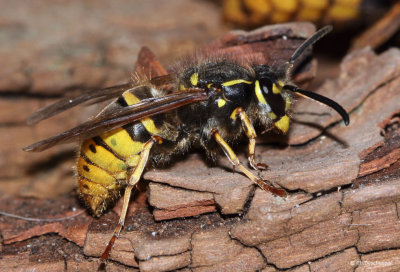 vespula vulgarisq