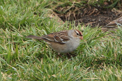 White-crowned Sparrow, 1st Winter
