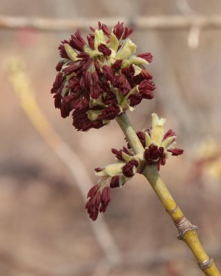 Box Elder Tree, male flowers