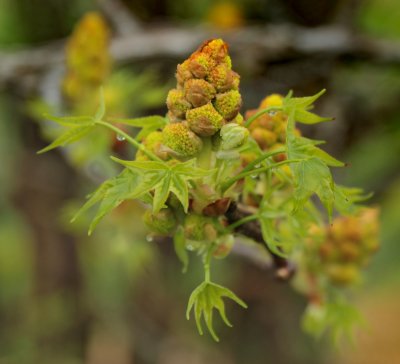 Sweet Gum Flowers