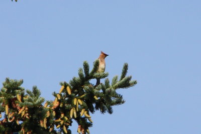 Cedar Waxwing