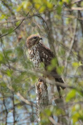 Red-shouldered Hawk, 1st year