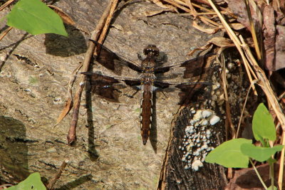 Common Whitetail - teneral male