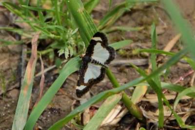 6261 Geometers: Common Spring Moth (Heliomata cycladata)