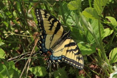 Tiger Swallowtail, female