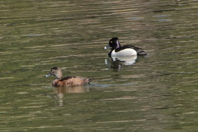 Ring Neck Ducks