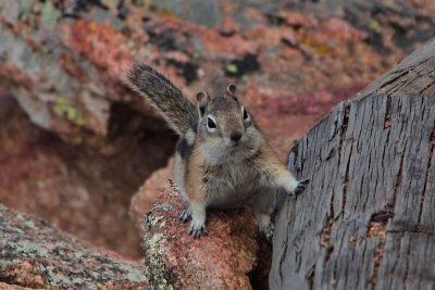 Golden Mantled Ground Squirrel