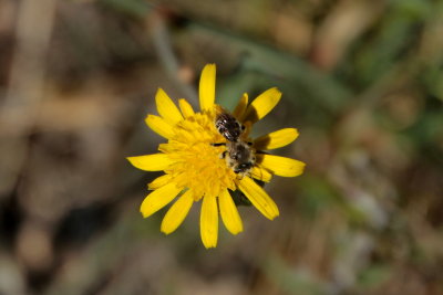 Bee enjoying Sunflower sp
