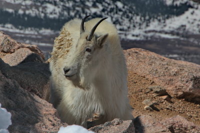 Mountain Goat at summit